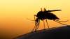 Malaria Cases in Eastern Costa Rica